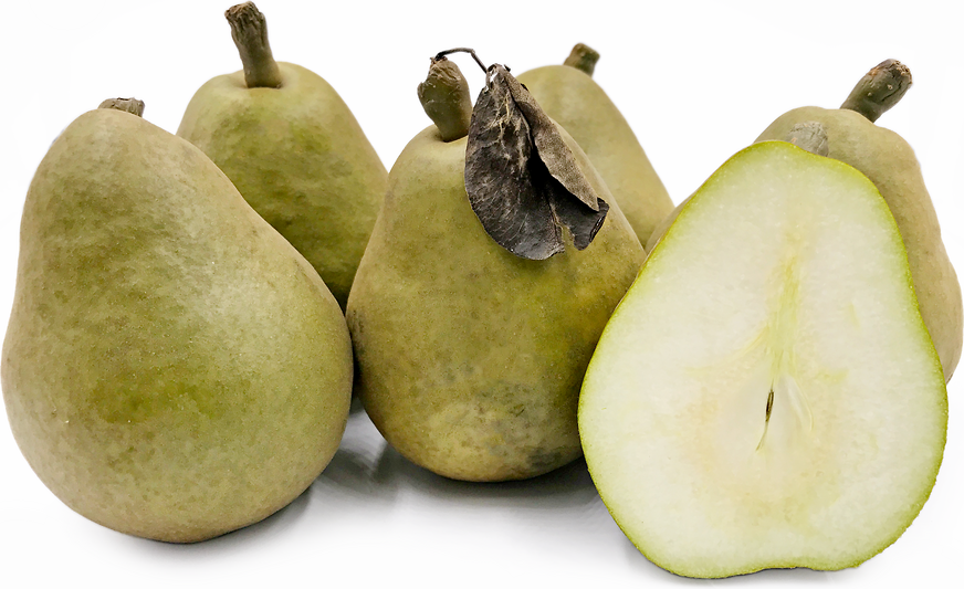 Dutch Holland Pears