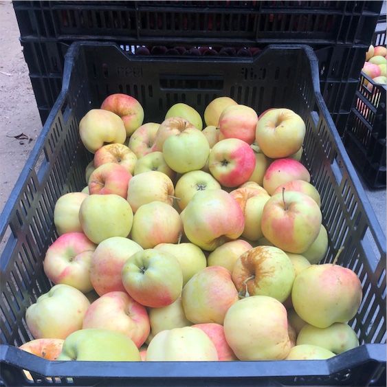 Kultaiset Dorsett-omenat