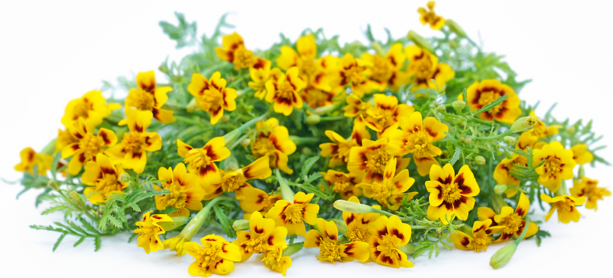 Bunga Marigold Permata Bintang Lemon