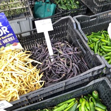紫豆