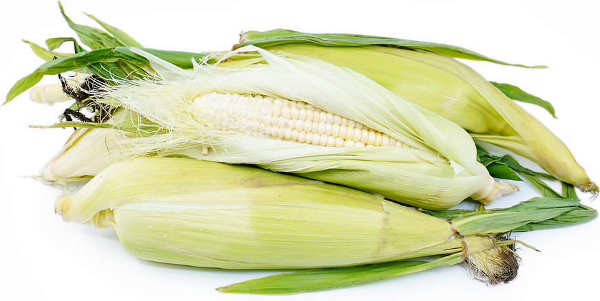 Hopi White Corn