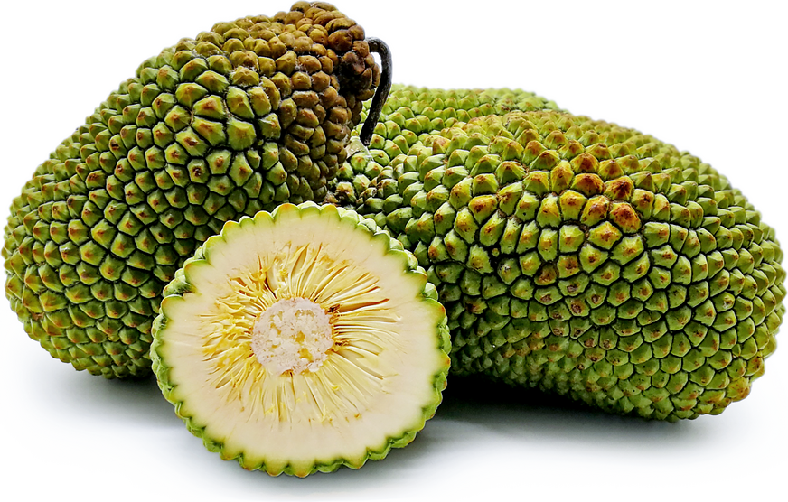 Cempedak Durian