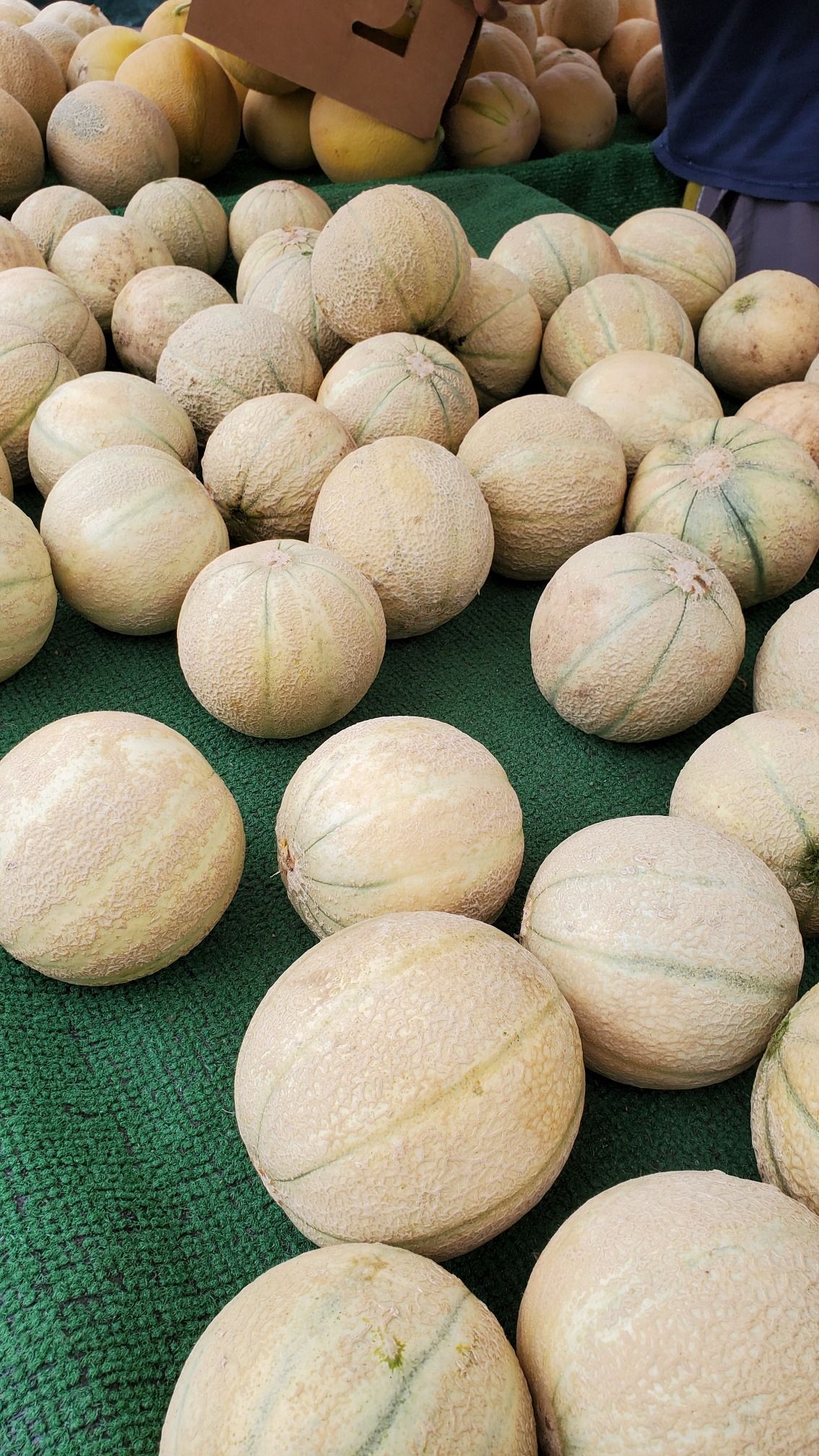 Melone Charentais