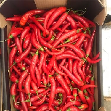 Hot Portugal Chile Peppers