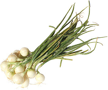 Pearl Onion White With Stem