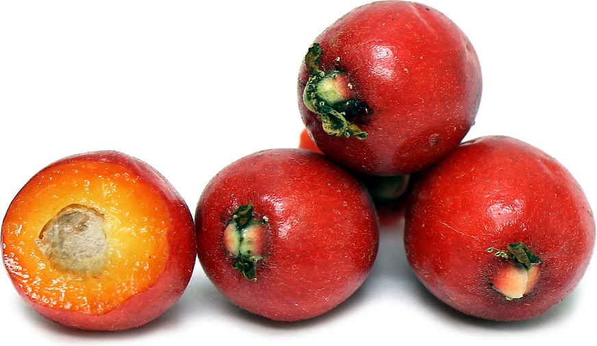 Cedar Bay Cherries