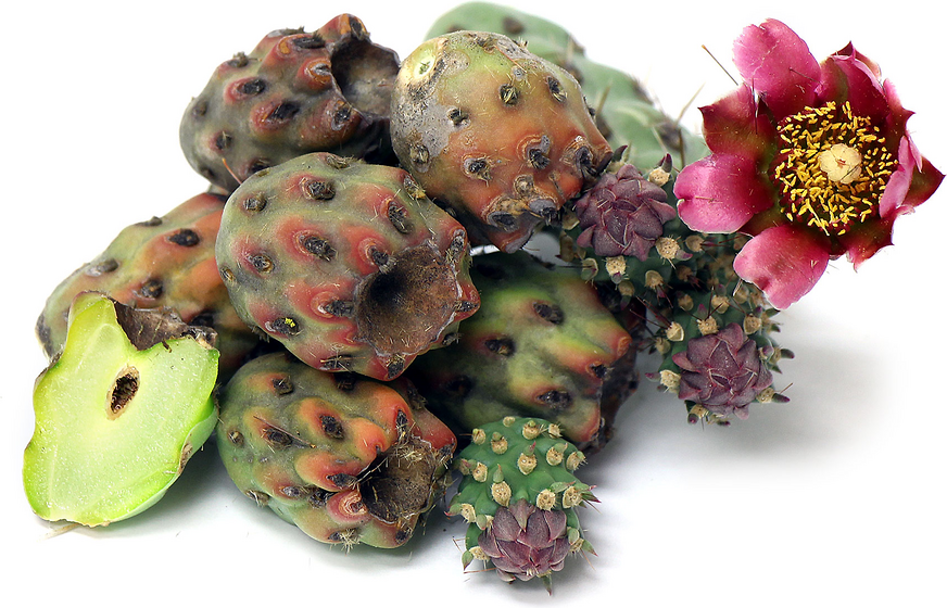 Cholla kaktusni pupoljci