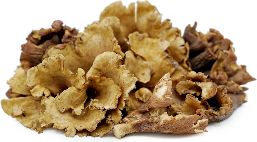 돼지 귀 (보라색 살구) 버섯