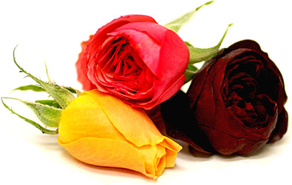 Roses miniatures comestibles