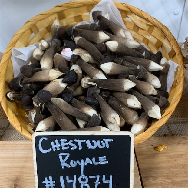 Chestnut Royale svampar