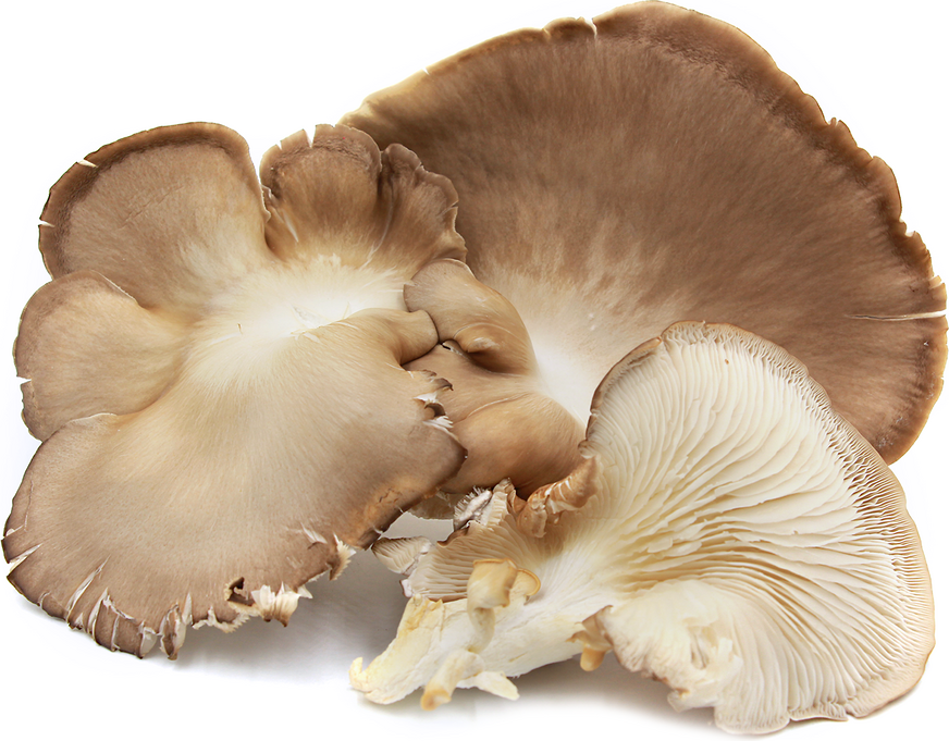 Phoenix Tail Oyster Mushroom