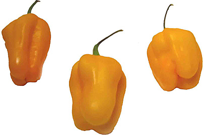 Keltaiset Habanero Chile Peppers