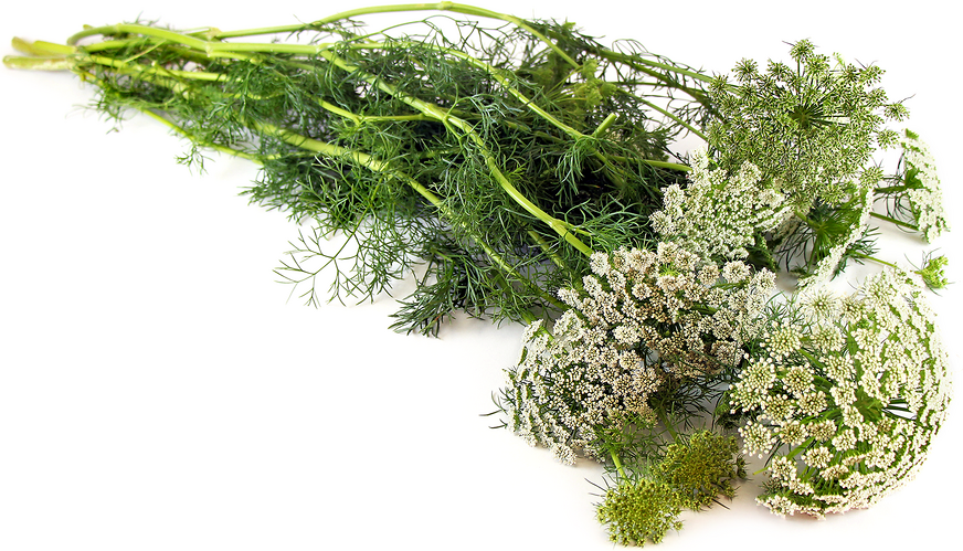 Wild Carrot (Queen Anne's Lace)