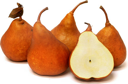 Golden Russet Bosc Pears