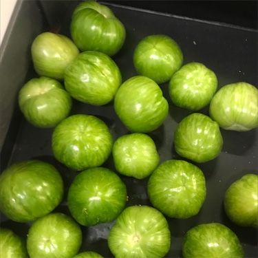 طماطم زيبرا خضراء