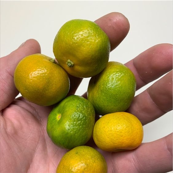 Shikwasa Limes