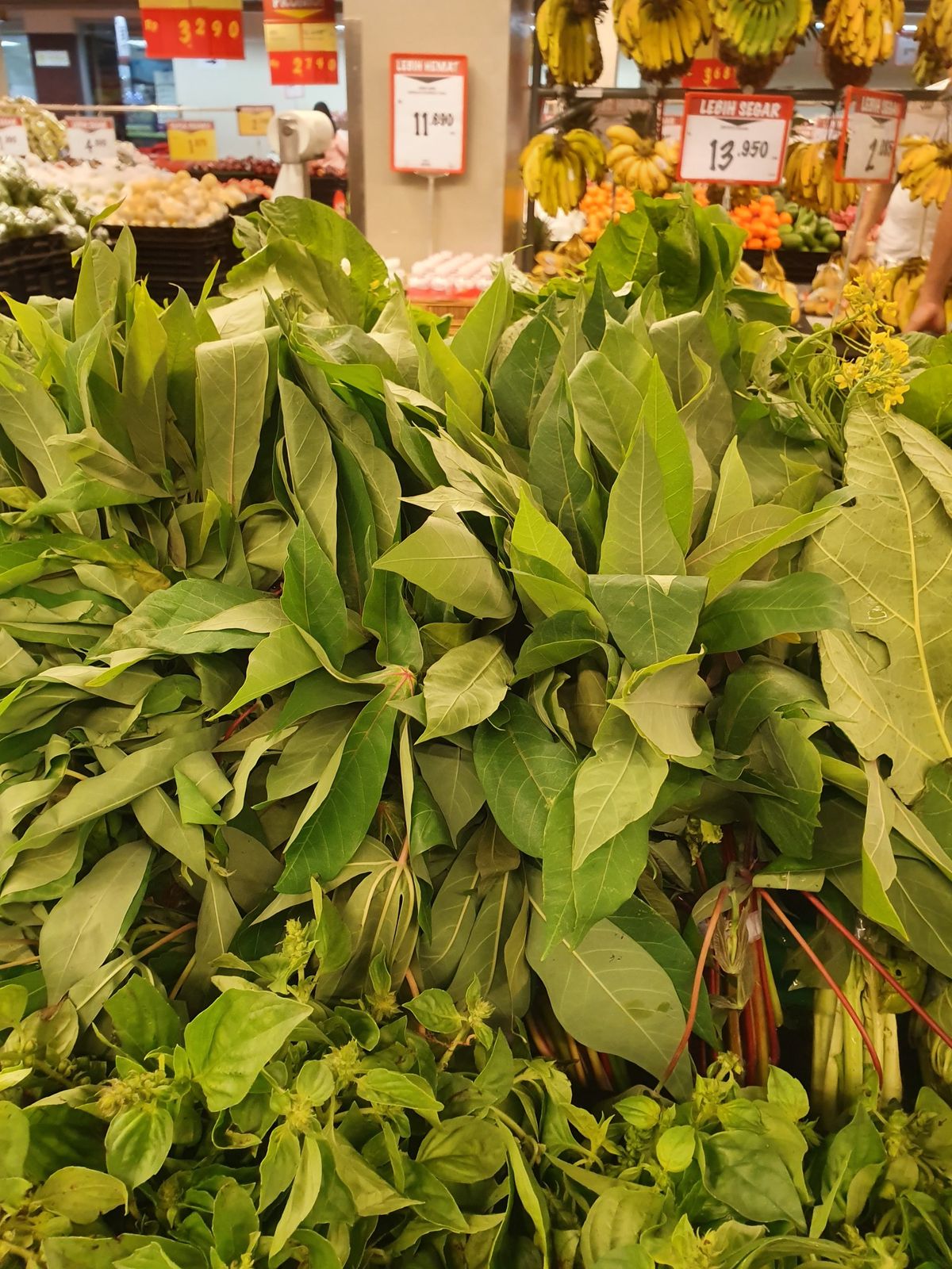 Folhas de tapioca