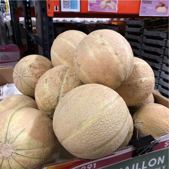 Cavaillon Melone
