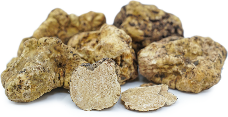 Truffes blanches d'hiver italiennes