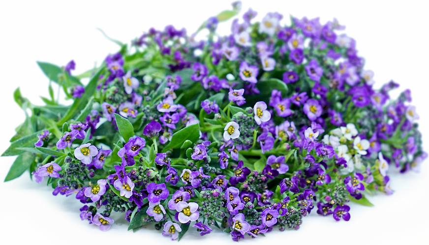 Violetinės Alyssum gėlės