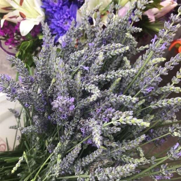 Bunga Tongkat Lavender