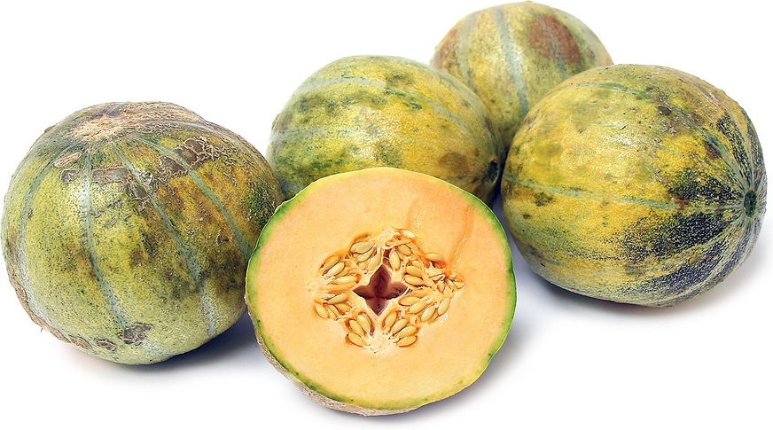 Petit Gris de Rennes Melona