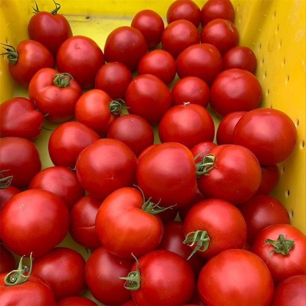 Frühe Mädchen Tomaten