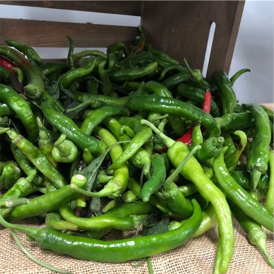 Italiensk lang sød chili peber
