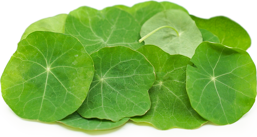 Petite® Nasturtium Leaf