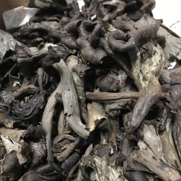 검은 트럼펫 버섯