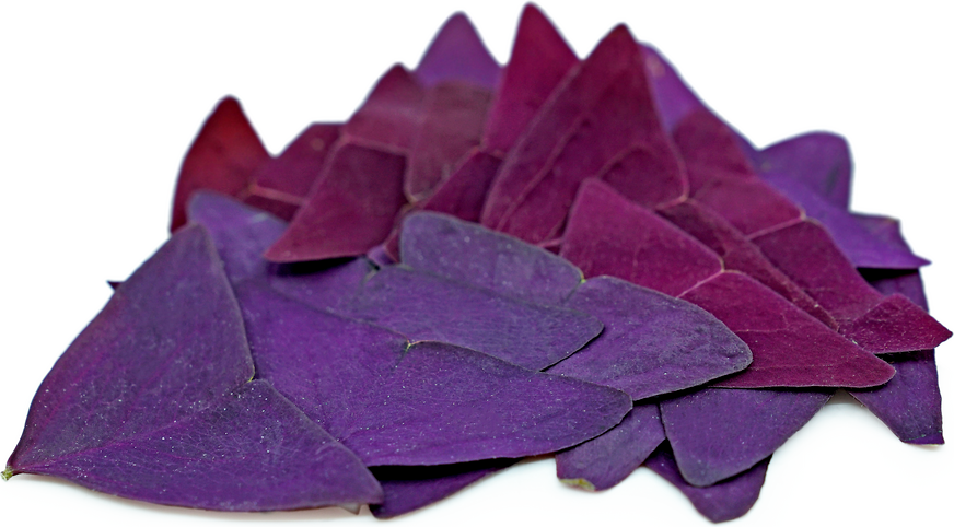 Violetas tauriņu skābenes