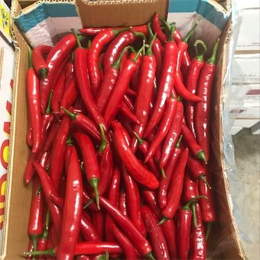 Røde koreanske Hot Chile Peppers