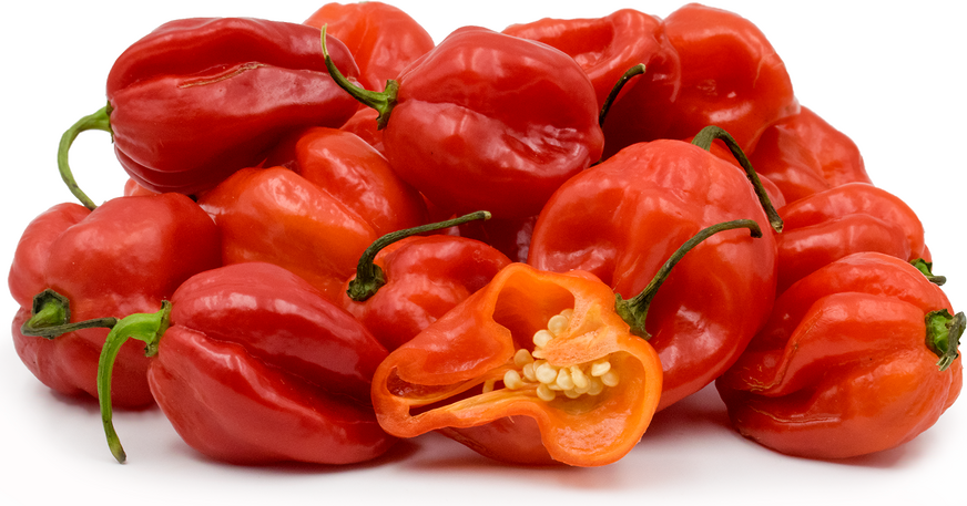 Red Scotch Bonnets Chile Peppers