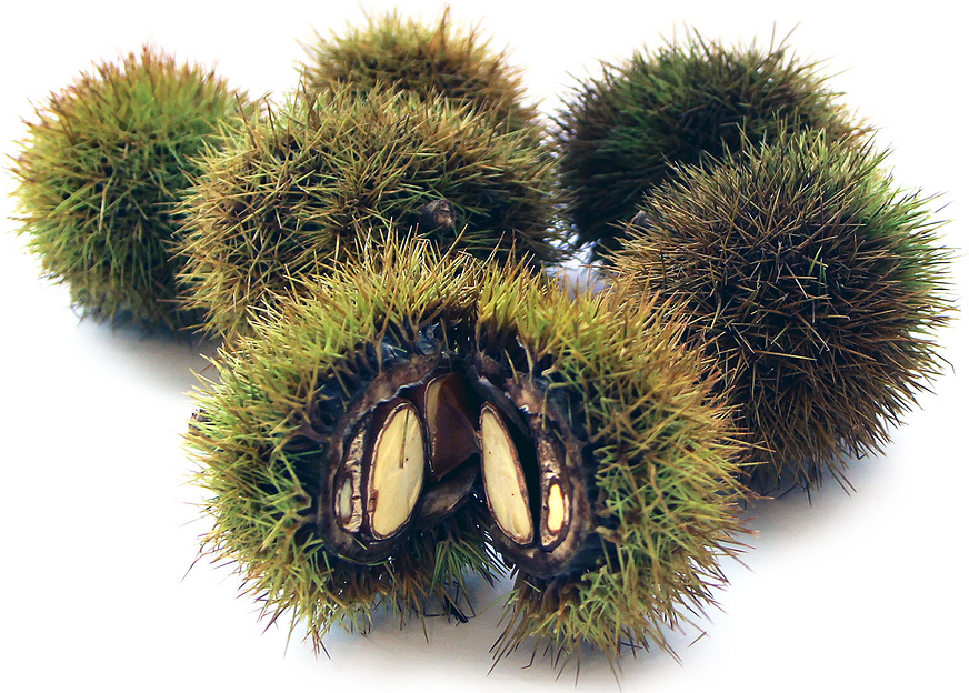 Chestnuts Jepun