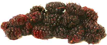 Mulberry persų