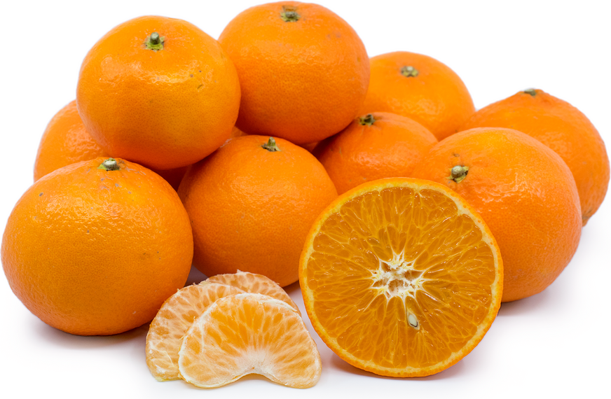 Fortune Tangerine