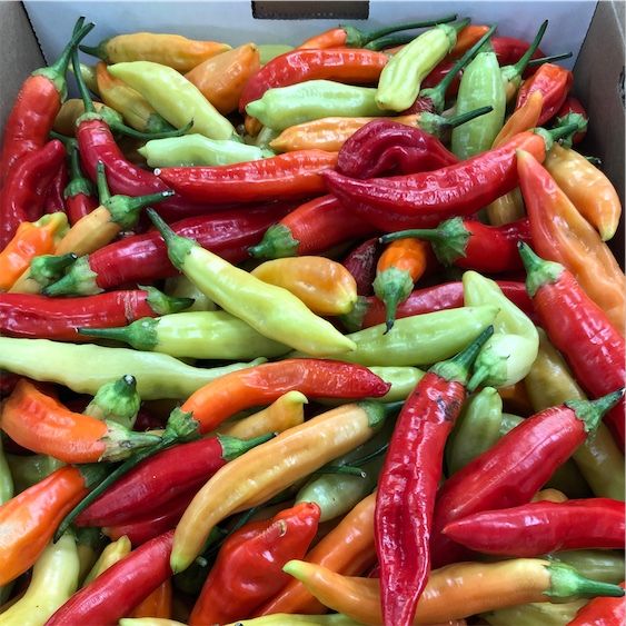 Aji Limo Chile Peppers