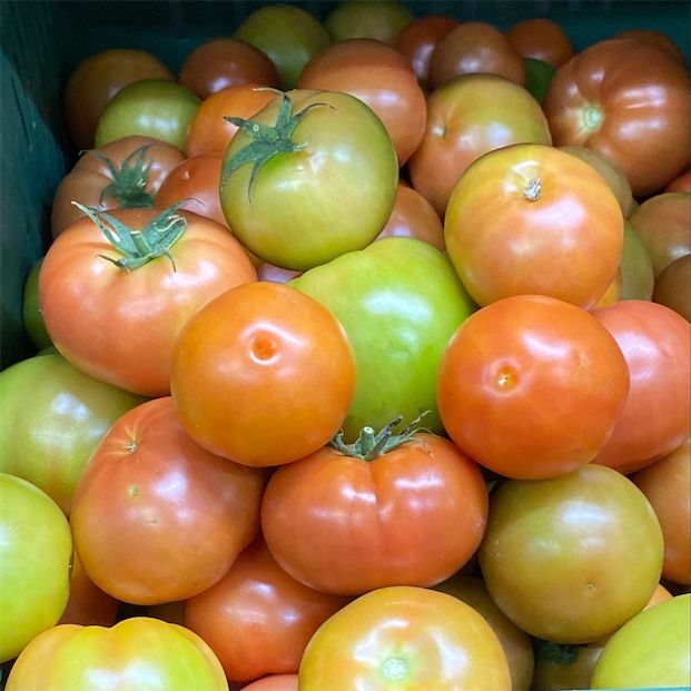 Grosse tomate ancestrale arc-en-ciel