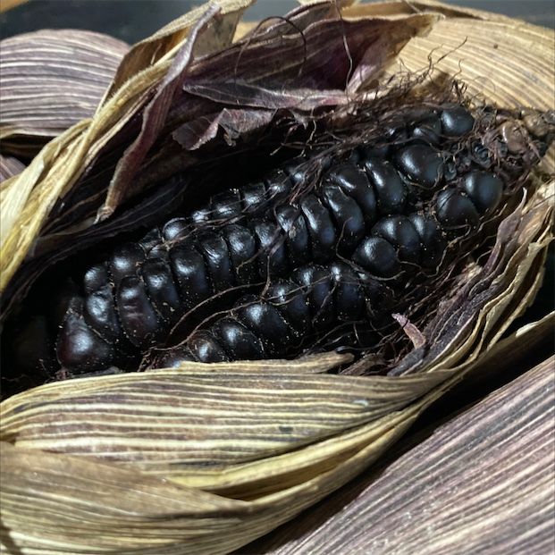 Fekete kukorica
