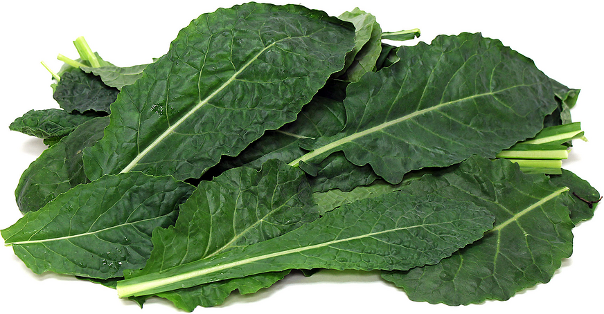 Kale noir hydroponique