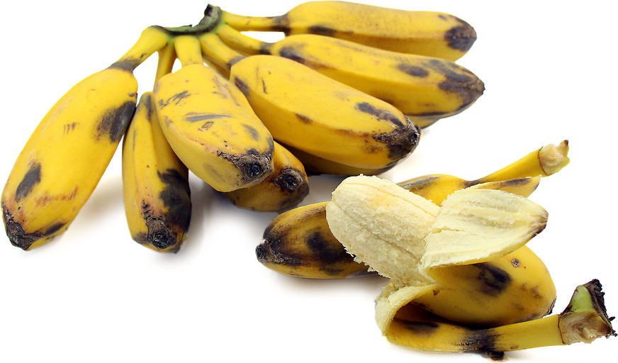 Cardaba bananer