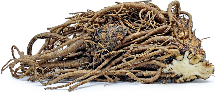 Lovage Roots