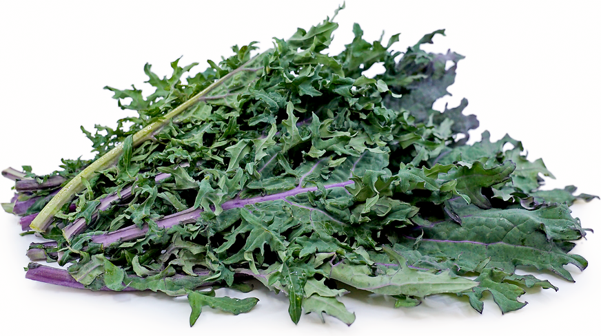Purple Russian Kale