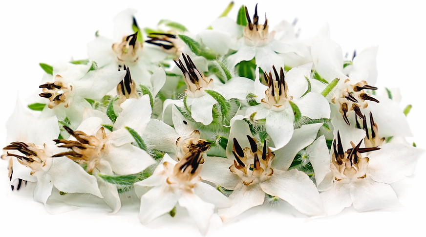 Flores brancas de borragem