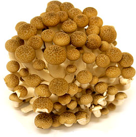 Hon Shimeji-svampe (brun bøg)