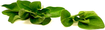 Petite Fava Leaf ™