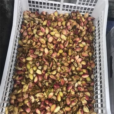 Surovi oreščki iz pistacije